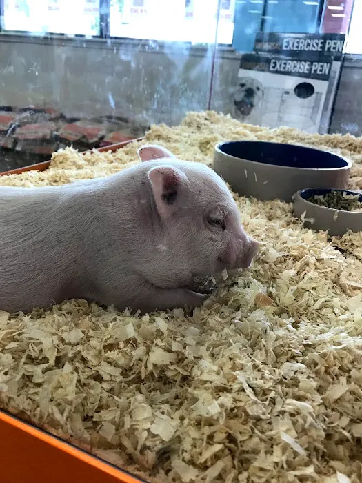 Pratt’s Pets - Mesa Picture 10