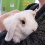 Pratt’s Pets - Mesa