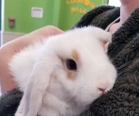 Pratt’s Pets - Mesa