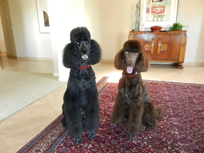 Dermatology for Animals - Scottsdale Picture 7