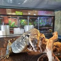 Predators Reptile Center ico