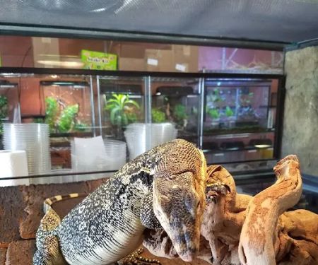 Predators Reptile Center