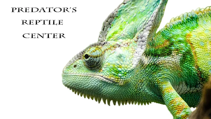 Predators Reptile Center Picture 7