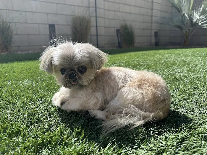 Companion Pet Clinic of North Phoenix Picture 10