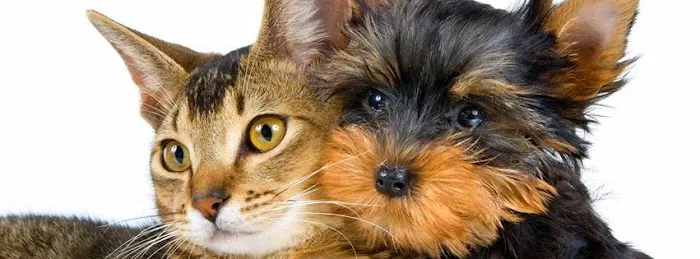 Companion Pet Clinic of North Phoenix Picture 1