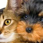 Companion Pet Clinic of North Phoenix