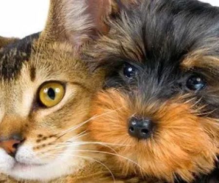 Companion Pet Clinic of North Phoenix