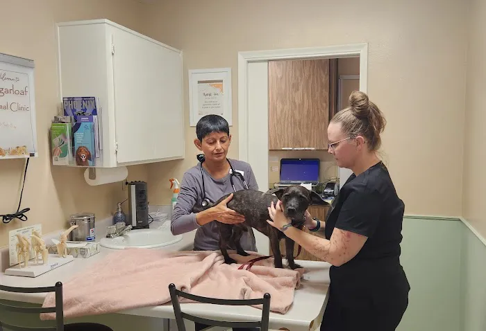 Sugarloaf Animal Clinic Picture 10