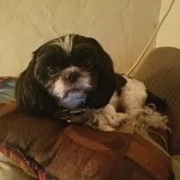 Sugarloaf Animal Clinic ico