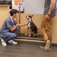 Banfield Pet Hospital ico