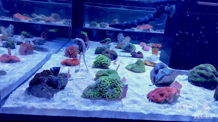Kona Reef Az - Phoenix Picture 7