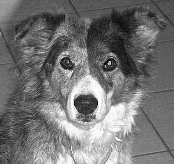 Four Legged Friends Animal Hospital Picture 2