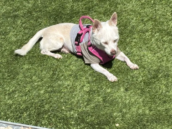 Four Legged Friends Animal Hospital Picture 5