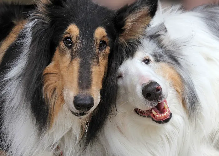 Four Legged Friends Animal Hospital Picture 6