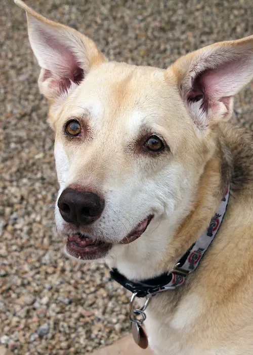 Four Legged Friends Animal Hospital Picture 4