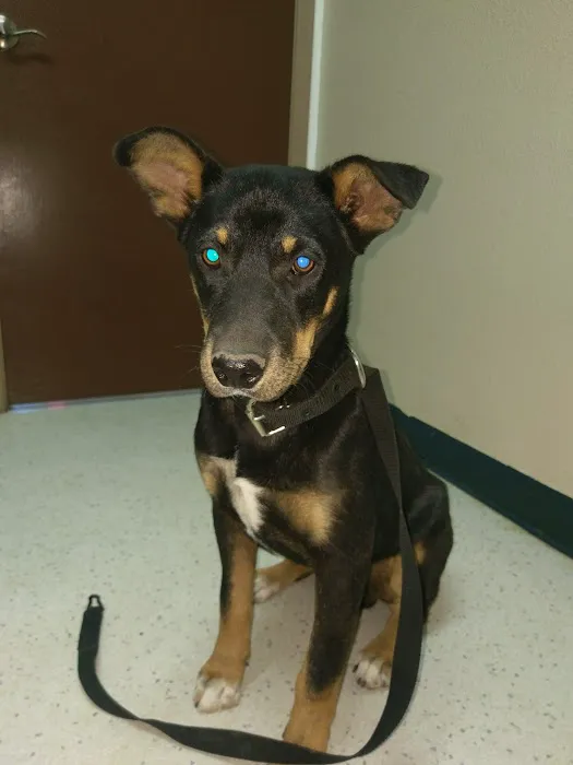 Amigo Animal Clinic Picture 3