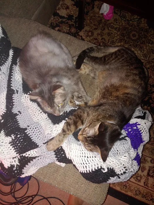 Amigo Animal Clinic Picture 7