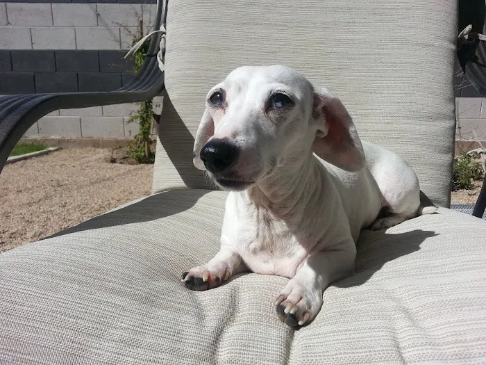 Phoenix Veterinary Referral & Emergency Center Picture 2