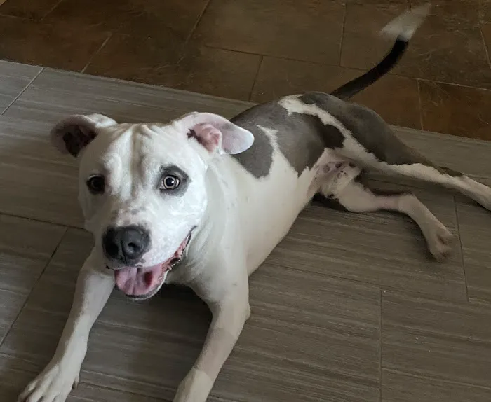 Phoenix Veterinary Referral & Emergency Center Picture 1