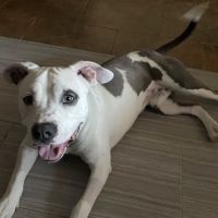 Phoenix Veterinary Referral & Emergency Center ico