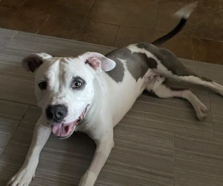 Phoenix Veterinary Referral & Emergency Center