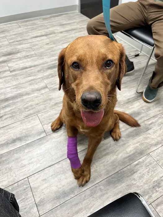 Phoenix Veterinary Referral & Emergency Center Picture 9