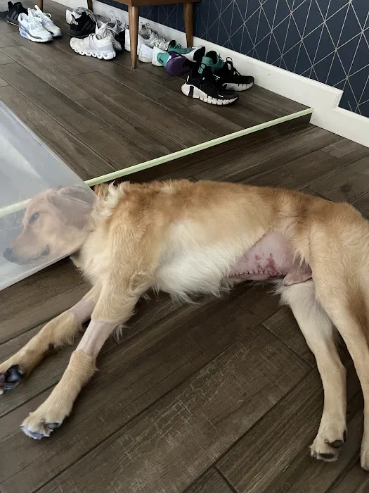 Phoenix Veterinary Referral & Emergency Center Picture 7