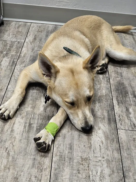 Phoenix Veterinary Referral & Emergency Center Picture 8