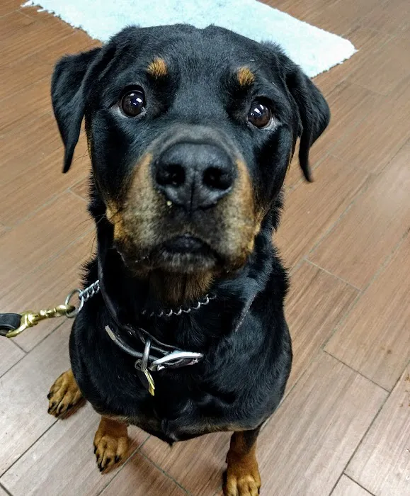 Indian Bend Animal Hospital Picture 2