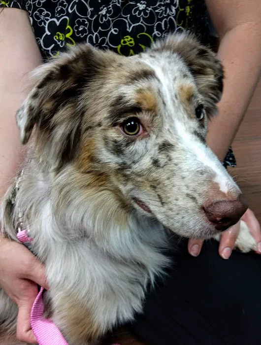 Indian Bend Animal Hospital Picture 6