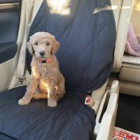 Canyon Animal Hospital ico
