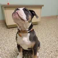 Lookout Mountain Veterinary Clinic ico