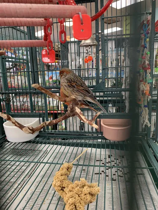 Tropic Zone Exotic Birds Picture 10