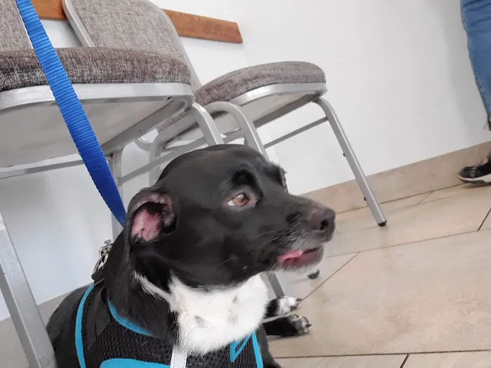 North Phoenix Animal Clinic Picture 1