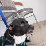 North Phoenix Animal Clinic