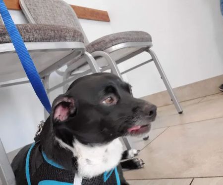 North Phoenix Animal Clinic