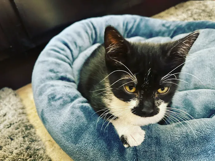 North Phoenix Animal Clinic Picture 7