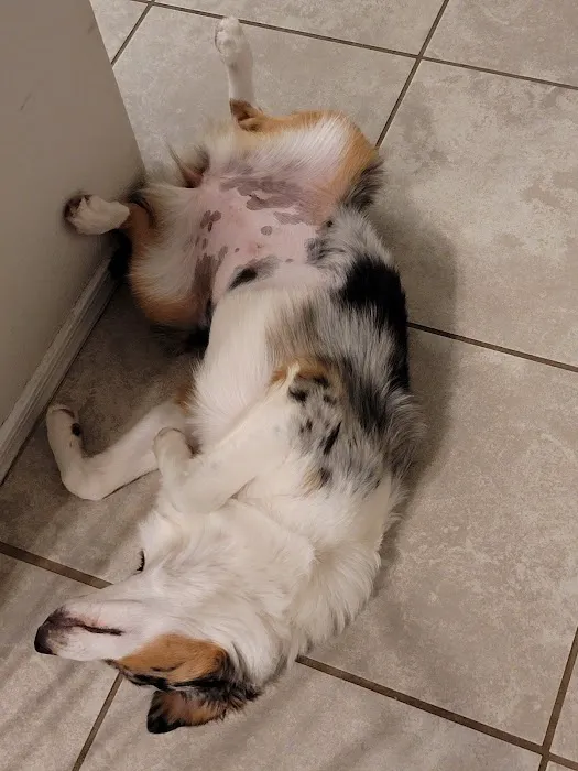 North Phoenix Animal Clinic Picture 4
