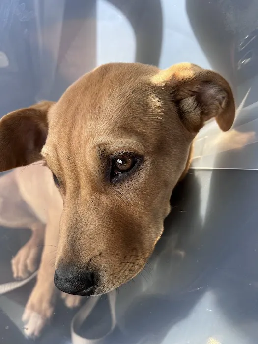 North Phoenix Animal Clinic Picture 5