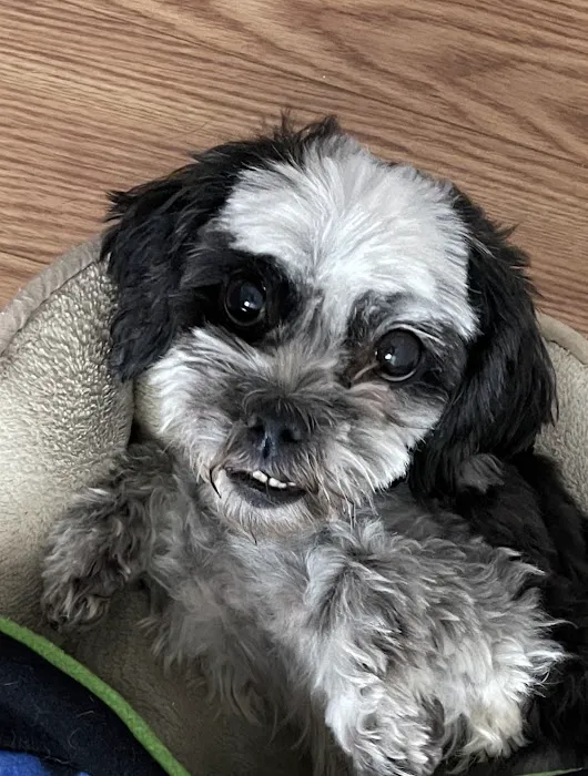 West Olive Animal Hospital Llc Picture 7
