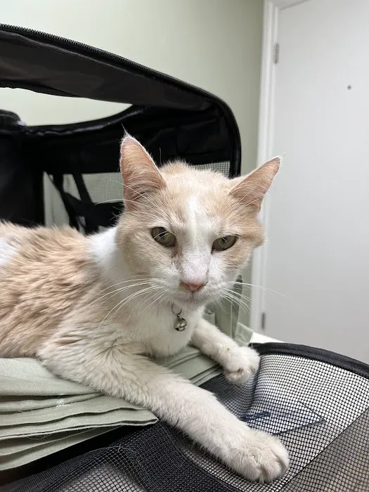 Sun City Animal Hospital Picture 2