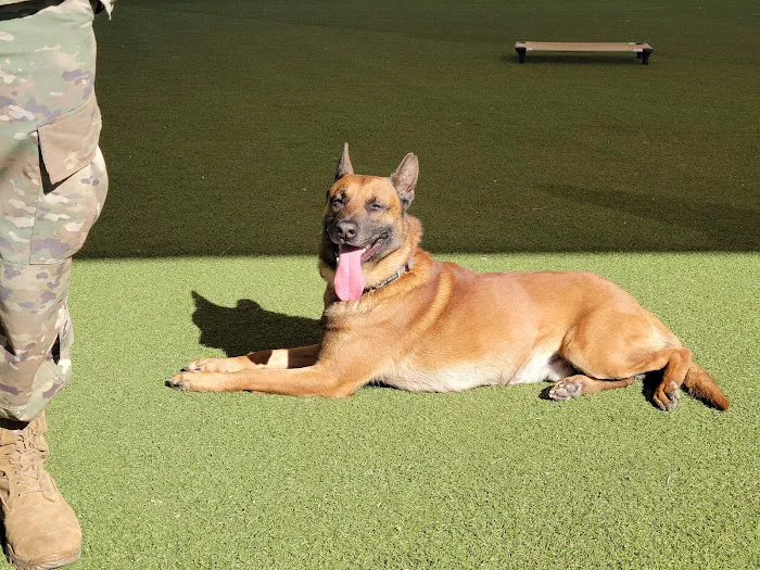 Luke Air Force Base Veterinary Service Picture 8