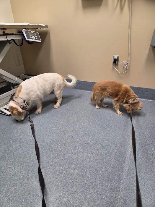 Luke Air Force Base Veterinary Service Picture 4