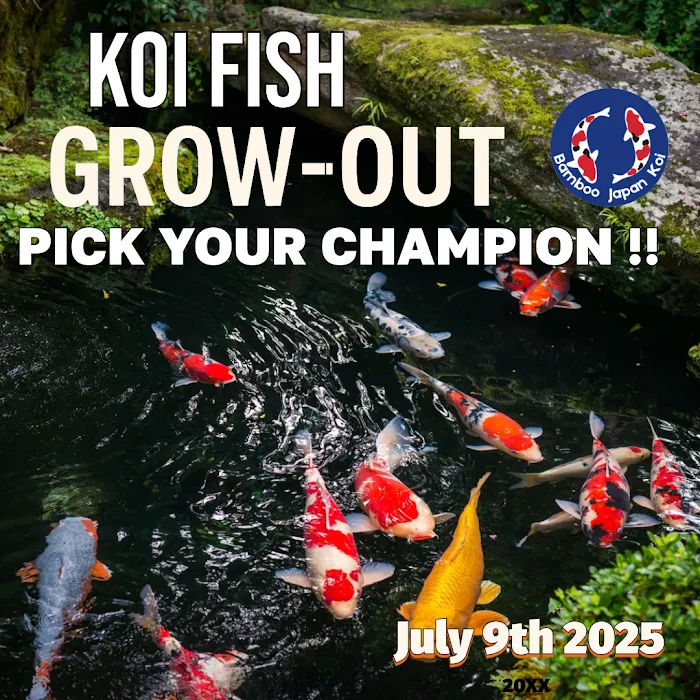 Bamboo Japan Koi by Appointment Only Picture 2