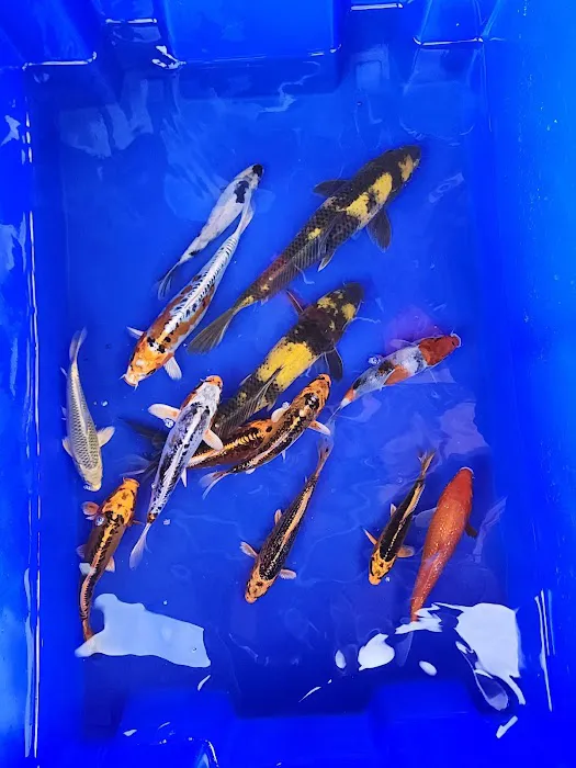 Bamboo Japan Koi by Appointment Only Picture 4