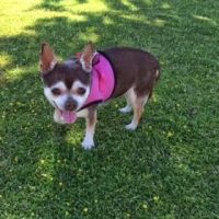 Desert Sky Animal Hospital ico