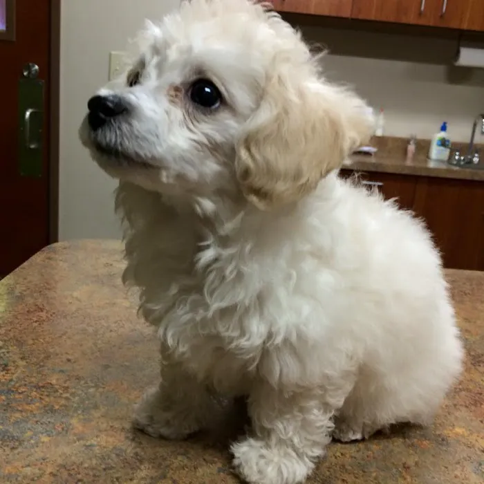 Desert Sky Animal Hospital Picture 4