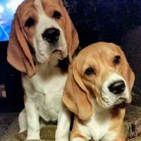 All Pets Animal Hospital ico