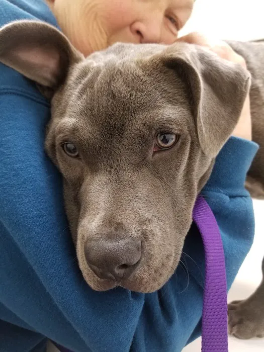 All Pets Animal Hospital Picture 2