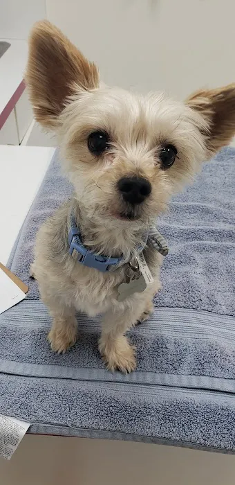 All Pets Animal Hospital Picture 8